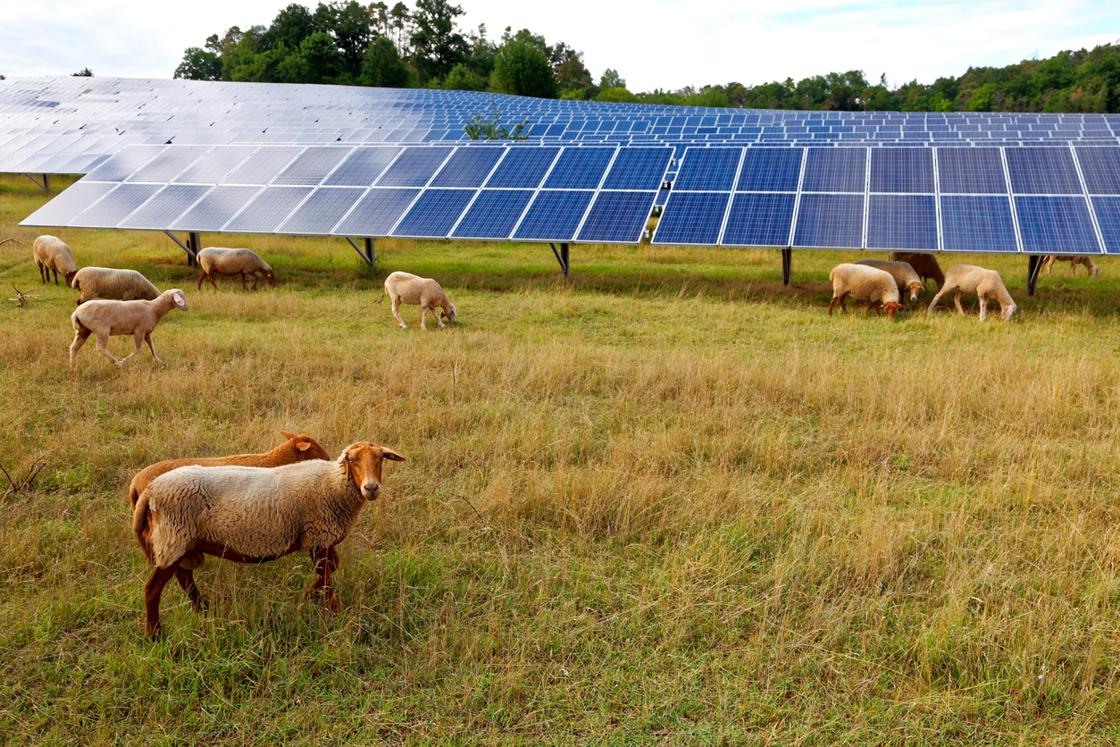 Energia solar no agronegócio: aplicações, payback e linhas de crédito rural em 2026