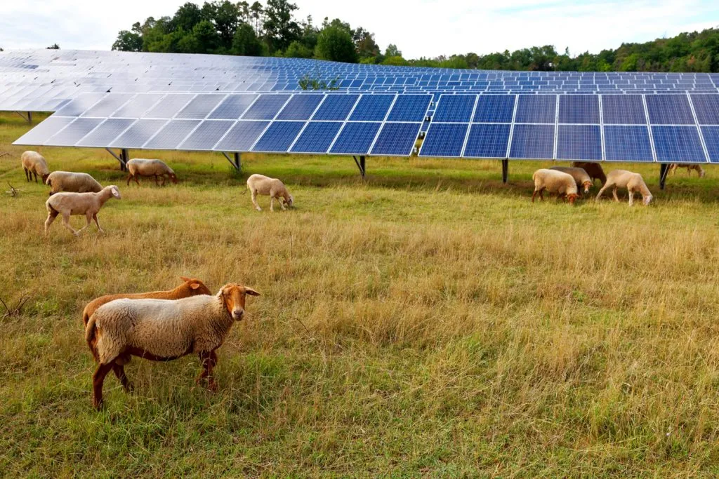 Energia solar no agronegócio: conheça as vantagens e aplicações
